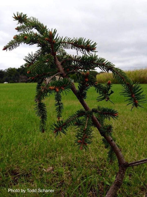 - Picea orientalis 'Instar' Oriental Spruce - Mr Maple │ Buy Japanese Maple Trees