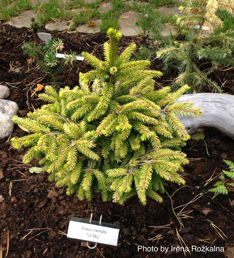 - Picea orientalis 'Lil Sky' Golden Oriental Spruce - Mr Maple │ Buy Japanese Maple Trees