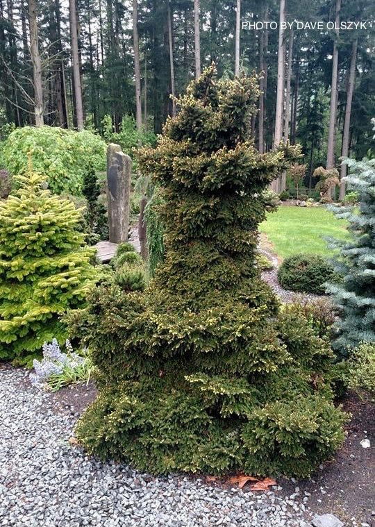 - Picea orientalis 'Mt Vernon' Miniature Oriental Spruce - Mr Maple │ Buy Japanese Maple Trees