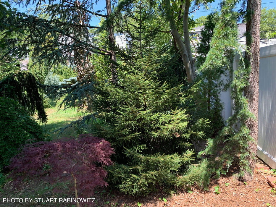 - Picea orientalis 'Nigra Compacta' Dwarf Oriental Spruce - Mr Maple │ Buy Japanese Maple Trees