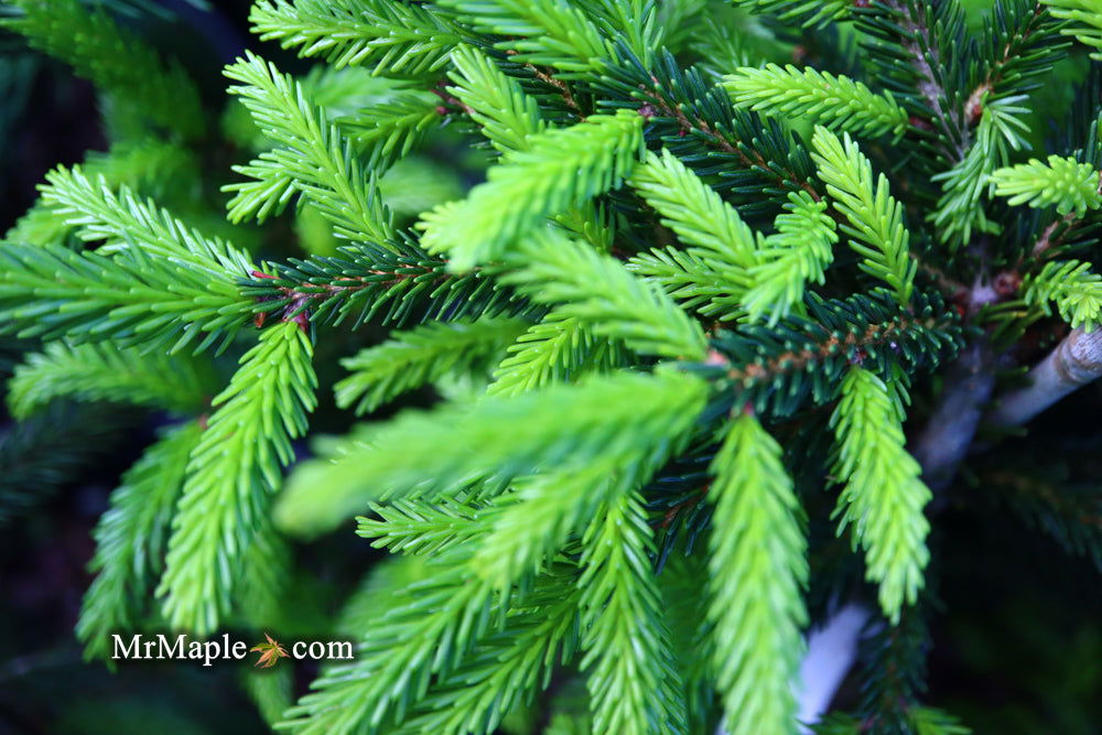 - Picea orientalis 'Nigra Compacta' Dwarf Oriental Spruce - Mr Maple │ Buy Japanese Maple Trees