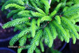 - Picea orientalis 'Nigra Compacta' Dwarf Oriental Spruce - Mr Maple │ Buy Japanese Maple Trees