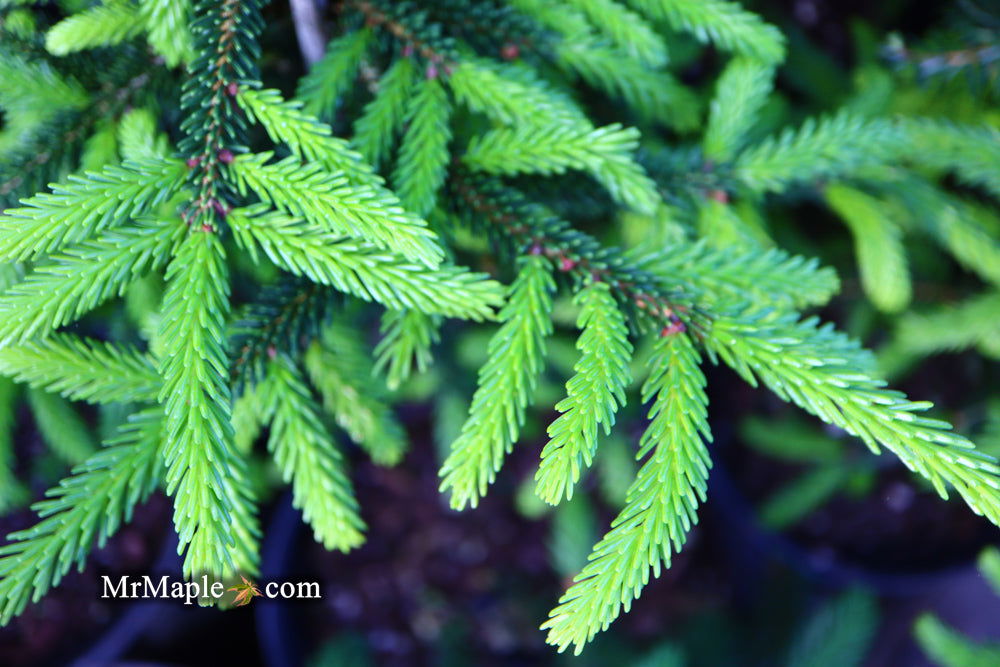 - Picea orientalis 'Nigra Compacta' Dwarf Oriental Spruce - Mr Maple │ Buy Japanese Maple Trees