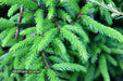 - Picea orientalis 'Nigra Compacta' Dwarf Oriental Spruce - Mr Maple │ Buy Japanese Maple Trees