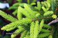 - Picea orientalis 'Nigra Compacta' Dwarf Oriental Spruce - Mr Maple │ Buy Japanese Maple Trees