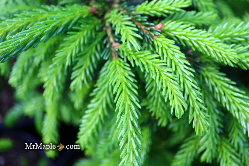 - Picea orientalis 'Nigra Compacta' Dwarf Oriental Spruce - Mr Maple │ Buy Japanese Maple Trees