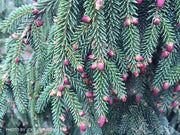 - Picea orientalis 'Nutans' Oriental Spruce - Mr Maple │ Buy Japanese Maple Trees