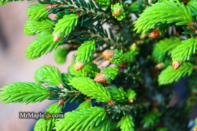 - Picea orientalis 'Shadow's Broom' Dwarf Oriental Spruce - Mr Maple │ Buy Japanese Maple Trees