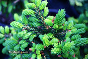- Picea orientalis 'Shadow's Broom' Dwarf Oriental Spruce - Mr Maple │ Buy Japanese Maple Trees