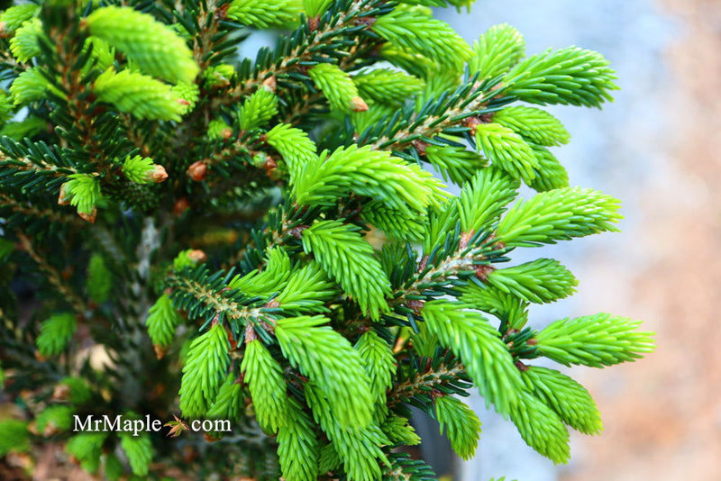- Picea orientalis 'Shadow's Broom' Dwarf Oriental Spruce - Mr Maple │ Buy Japanese Maple Trees