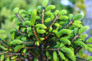- Picea orientalis 'Shadow's Broom' Dwarf Oriental Spruce - Mr Maple │ Buy Japanese Maple Trees