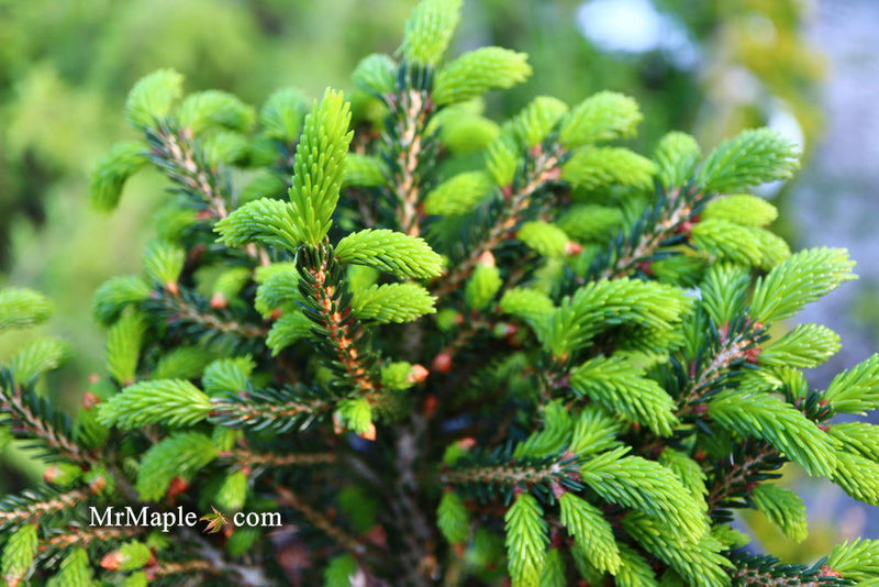 - Picea orientalis 'Shadow's Broom' Dwarf Oriental Spruce - Mr Maple │ Buy Japanese Maple Trees