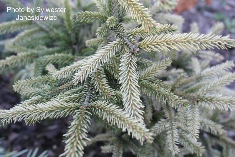 - Picea orientalis 'Silver Seedling' Silver Oriental Spruce - Mr Maple │ Buy Japanese Maple Trees