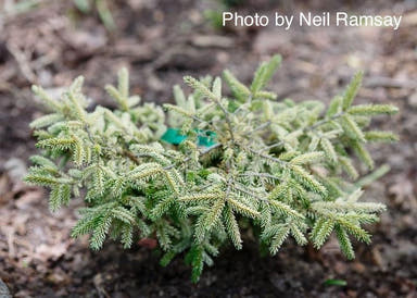 - Picea orientalis 'Silver Seedling' Silver Oriental Spruce - Mr Maple │ Buy Japanese Maple Trees