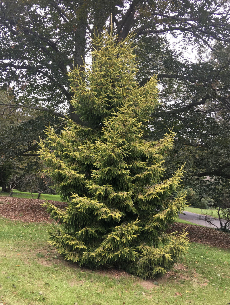 - Picea orientalis 'Skylands' Golden Oriental Spruce - Mr Maple │ Buy Japanese Maple Trees