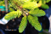 - Picea orientalis 'Skylands' Golden Oriental Spruce - Mr Maple │ Buy Japanese Maple Trees