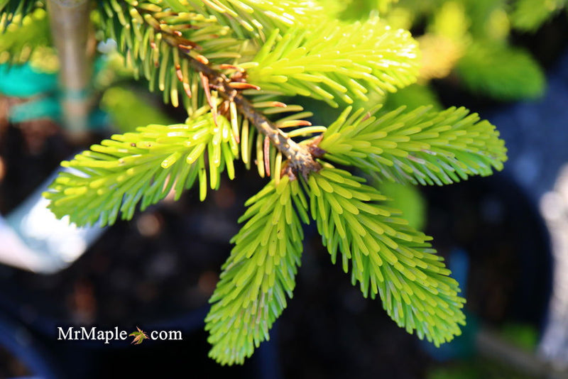 - Picea orientalis 'Skylands' Golden Oriental Spruce - Mr Maple │ Buy Japanese Maple Trees