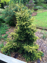 - Picea orientalis 'Skylands' Golden Oriental Spruce - Mr Maple │ Buy Japanese Maple Trees