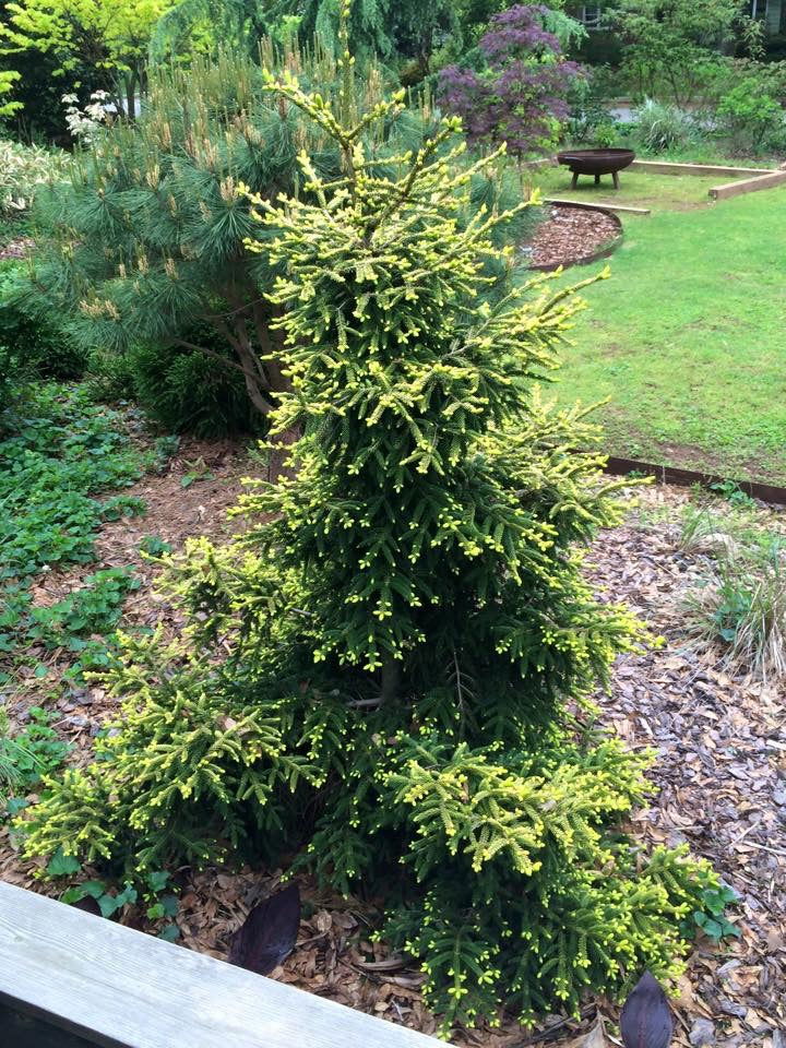 - Picea orientalis 'Skylands' Golden Oriental Spruce - Mr Maple │ Buy Japanese Maple Trees