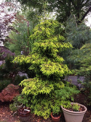 - Picea orientalis 'Skylands' Golden Oriental Spruce - Mr Maple │ Buy Japanese Maple Trees
