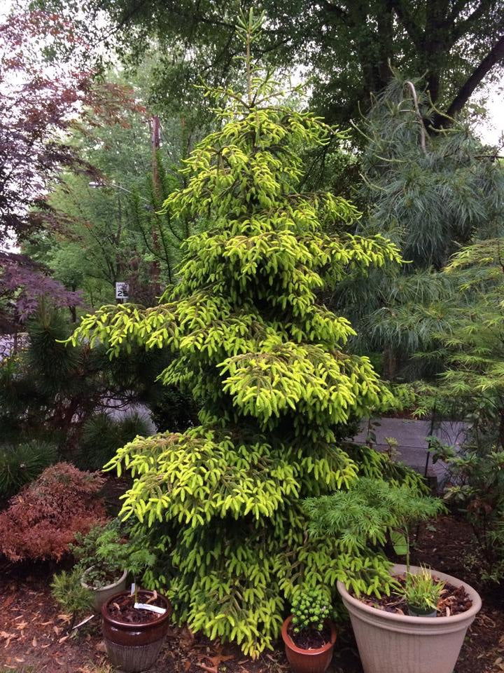 - Picea orientalis 'Skylands' Golden Oriental Spruce - Mr Maple │ Buy Japanese Maple Trees