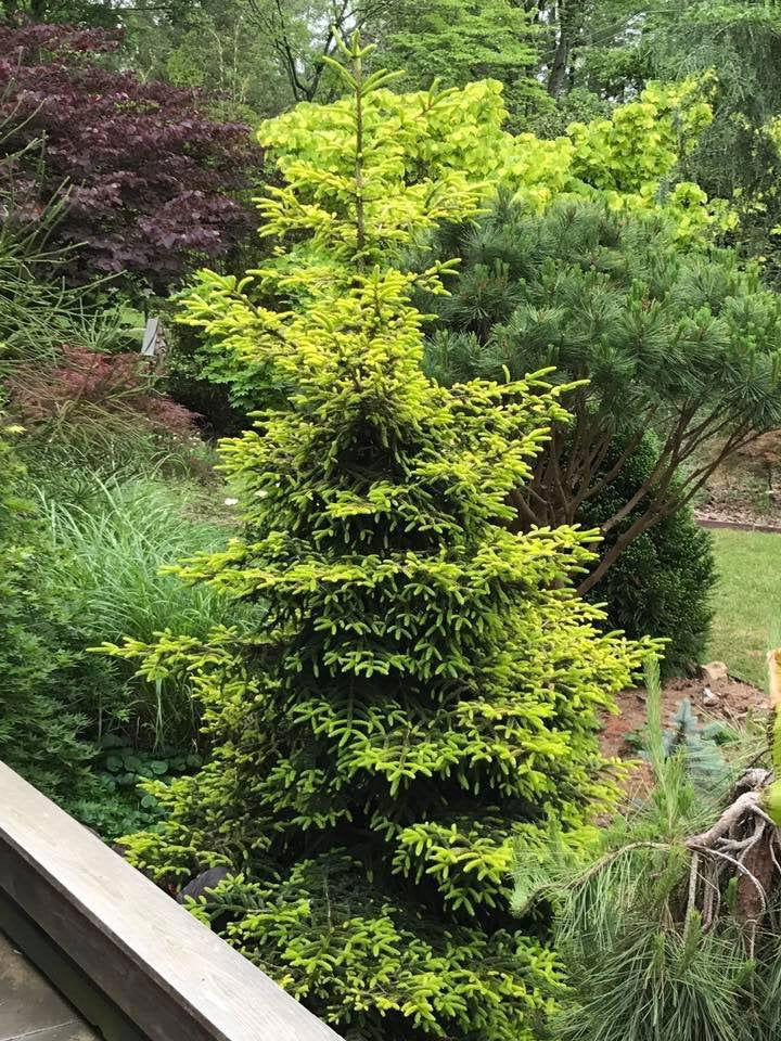 - Picea orientalis 'Skylands' Golden Oriental Spruce - Mr Maple │ Buy Japanese Maple Trees