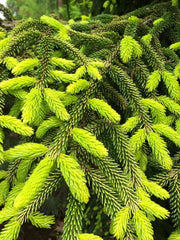 - Picea orientalis 'Skylands' Golden Oriental Spruce - Mr Maple │ Buy Japanese Maple Trees