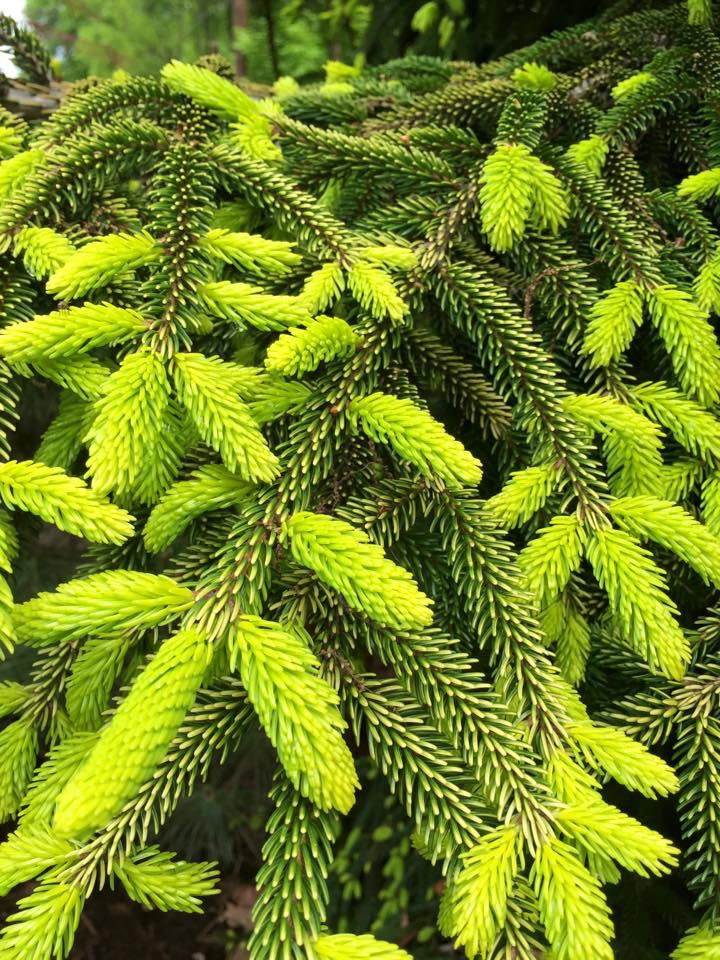 - Picea orientalis 'Skylands' Golden Oriental Spruce - Mr Maple │ Buy Japanese Maple Trees