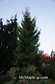 - Picea orientalis 'Skylands' Golden Oriental Spruce - Mr Maple │ Buy Japanese Maple Trees