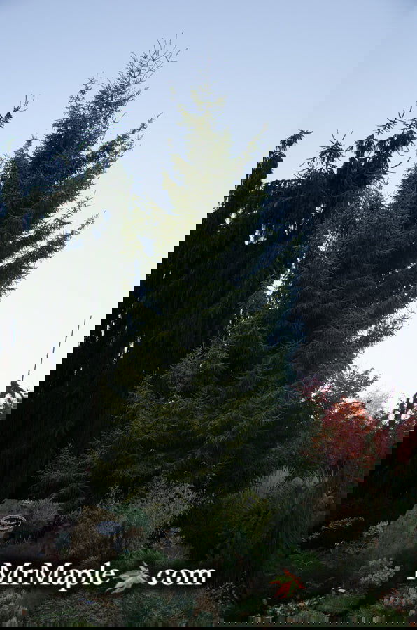 - Picea orientalis 'Skylands' Golden Oriental Spruce - Mr Maple │ Buy Japanese Maple Trees