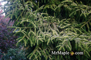 - Picea orientalis 'Skylands' Golden Oriental Spruce - Mr Maple │ Buy Japanese Maple Trees