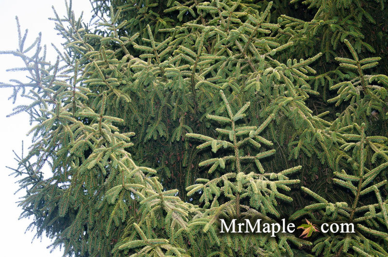 - Picea orientalis 'Skylands' Golden Oriental Spruce - Mr Maple │ Buy Japanese Maple Trees