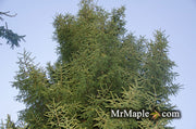 - Picea orientalis 'Skylands' Golden Oriental Spruce - Mr Maple │ Buy Japanese Maple Trees