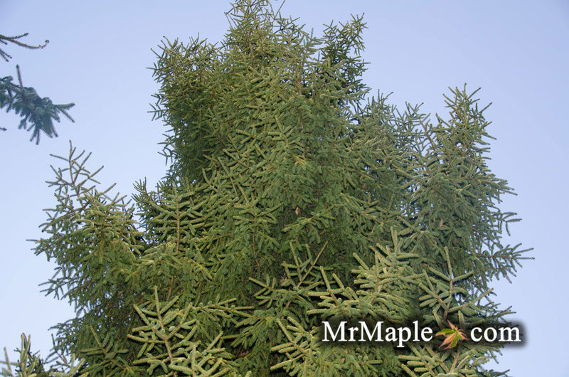 - Picea orientalis 'Skylands' Golden Oriental Spruce - Mr Maple │ Buy Japanese Maple Trees