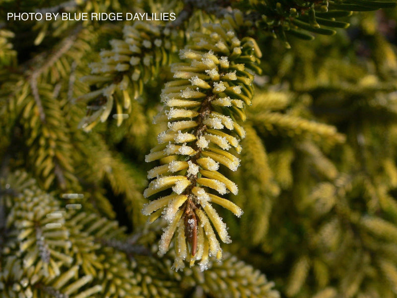 - Picea orientalis 'Skylands' Golden Oriental Spruce - Mr Maple │ Buy Japanese Maple Trees