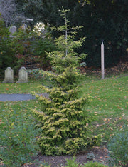 - Picea orientalis 'Skylands' Golden Oriental Spruce - Mr Maple │ Buy Japanese Maple Trees
