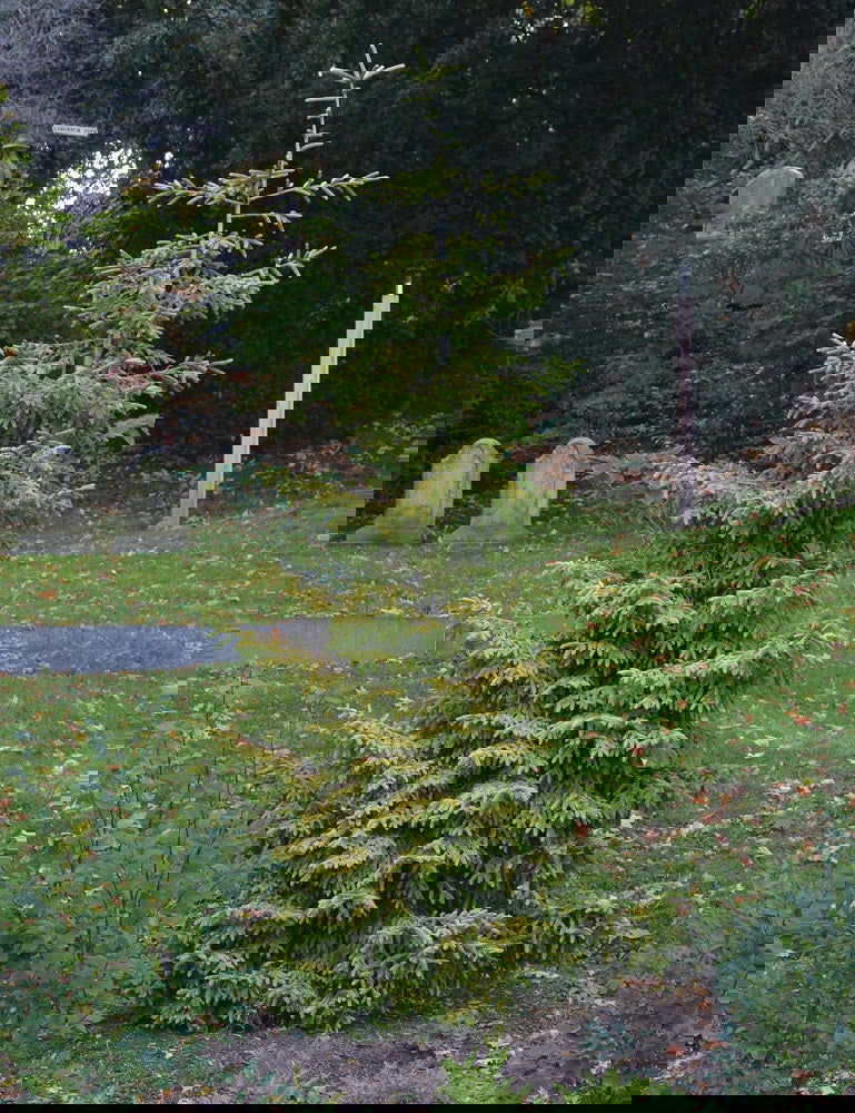 - Picea orientalis 'Skylands' Golden Oriental Spruce - Mr Maple │ Buy Japanese Maple Trees