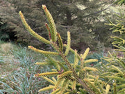 - Picea orientalis 'Skylands' Golden Oriental Spruce - Mr Maple │ Buy Japanese Maple Trees