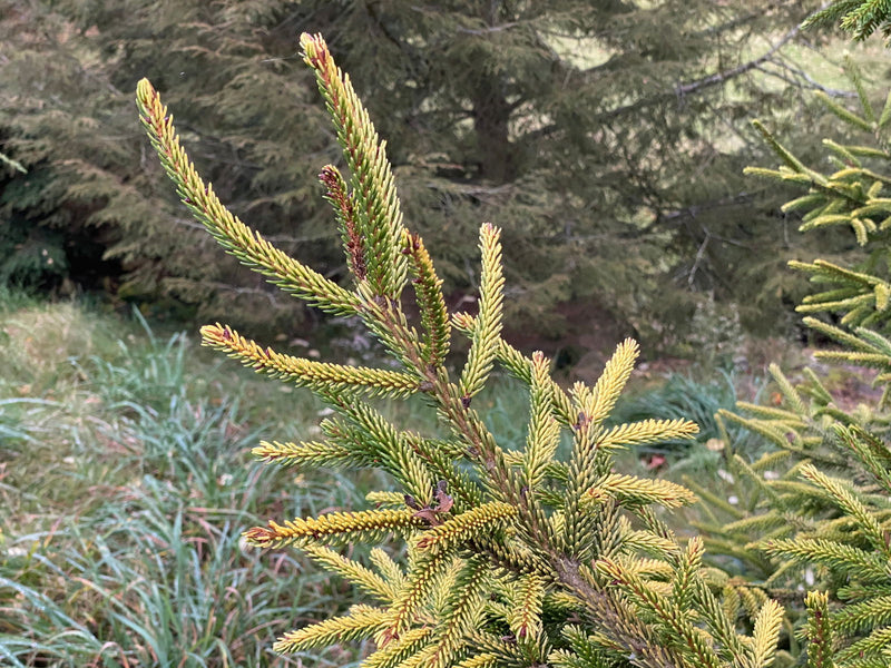 - Picea orientalis 'Skylands' Golden Oriental Spruce - Mr Maple │ Buy Japanese Maple Trees