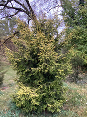 - Picea orientalis 'Skylands' Golden Oriental Spruce - Mr Maple │ Buy Japanese Maple Trees