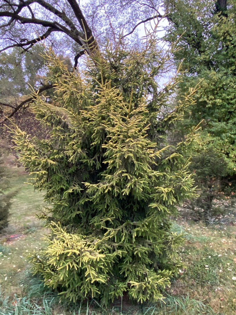 - Picea orientalis 'Skylands' Golden Oriental Spruce - Mr Maple │ Buy Japanese Maple Trees