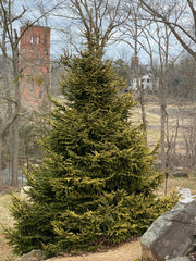 - Picea orientalis 'Skylands' Golden Oriental Spruce - Mr Maple │ Buy Japanese Maple Trees
