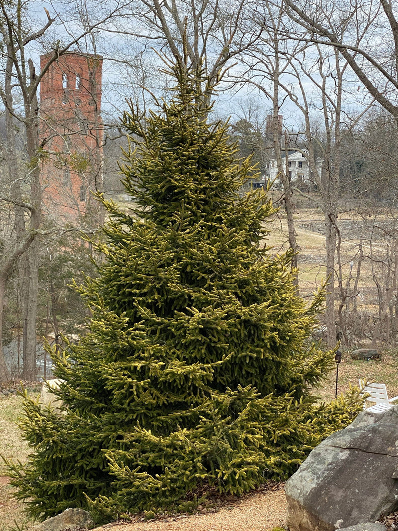 - Picea orientalis 'Skylands' Golden Oriental Spruce - Mr Maple │ Buy Japanese Maple Trees