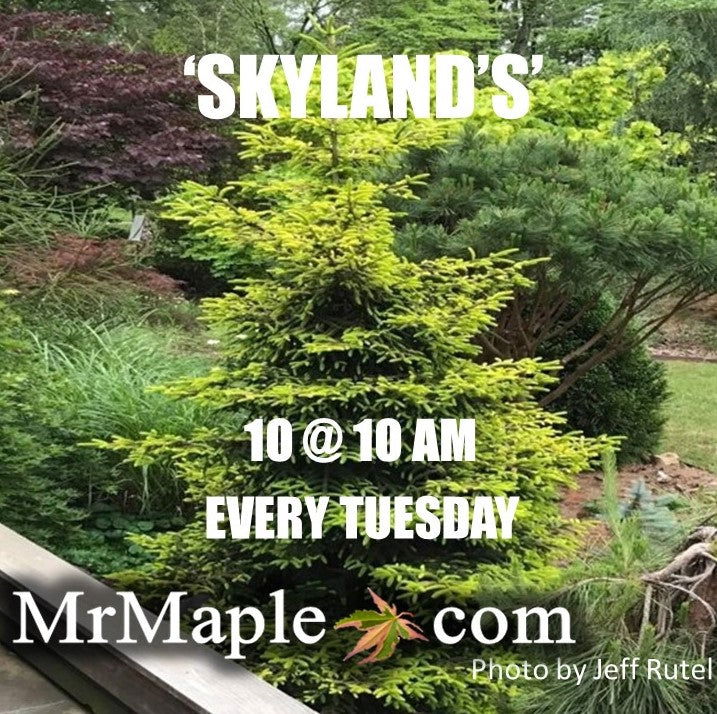 - Picea orientalis 'Skylands' Golden Oriental Spruce - Mr Maple │ Buy Japanese Maple Trees