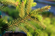 - Picea orientalis 'Skylands' Golden Oriental Spruce - Mr Maple │ Buy Japanese Maple Trees