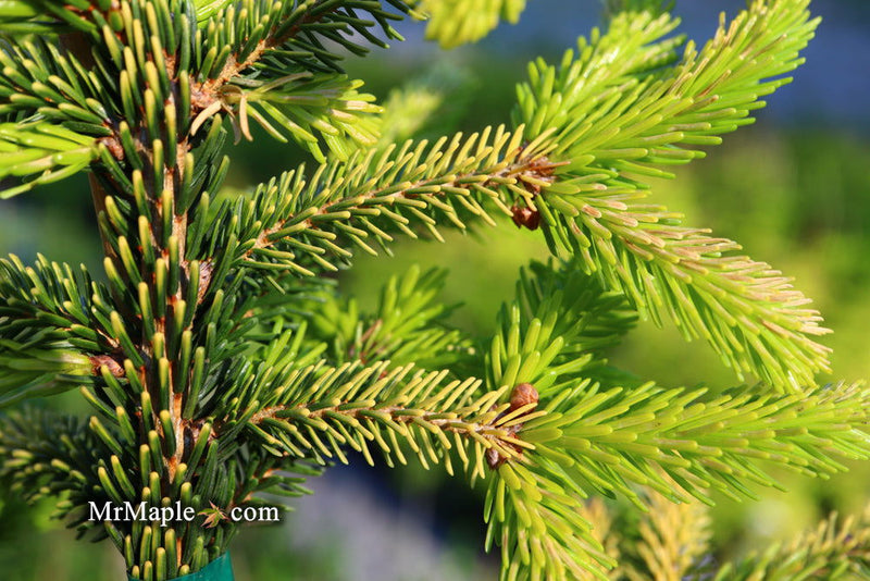 - Picea orientalis 'Skylands' Golden Oriental Spruce - Mr Maple │ Buy Japanese Maple Trees
