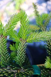 - Picea orientalis 'Skylands' Golden Oriental Spruce - Mr Maple │ Buy Japanese Maple Trees