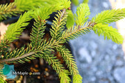 - Picea orientalis 'Skylands' Golden Oriental Spruce - Mr Maple │ Buy Japanese Maple Trees