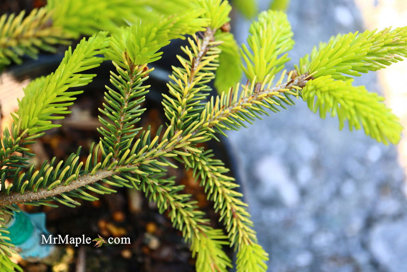 - Picea orientalis 'Skylands' Golden Oriental Spruce - Mr Maple │ Buy Japanese Maple Trees