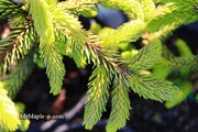 - Picea orientalis 'Skylands' Golden Oriental Spruce - Mr Maple │ Buy Japanese Maple Trees